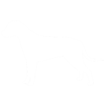 Icon Canine