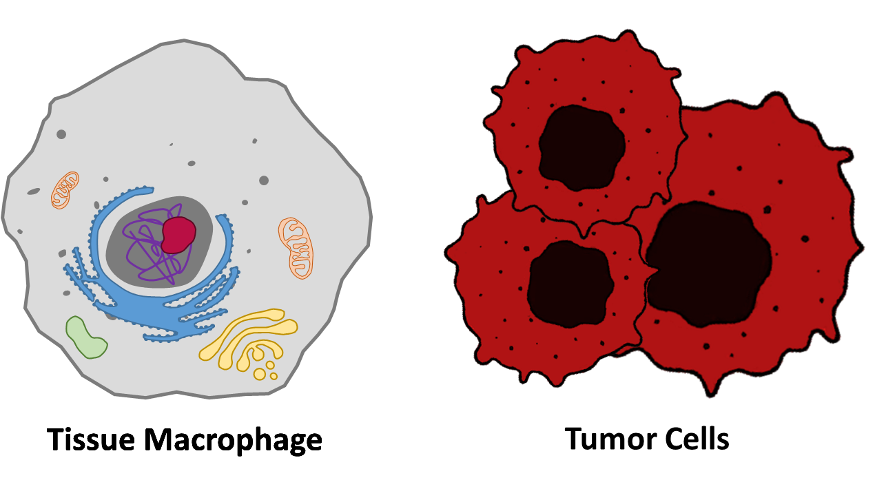 FlowISiAM: Detection of diseases and other markers via macrophages