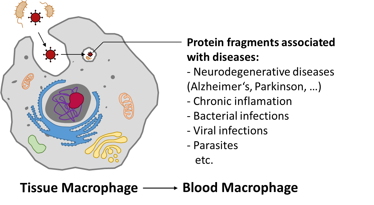 FlowISiAM: Detection of diseases and other markers via macrophages